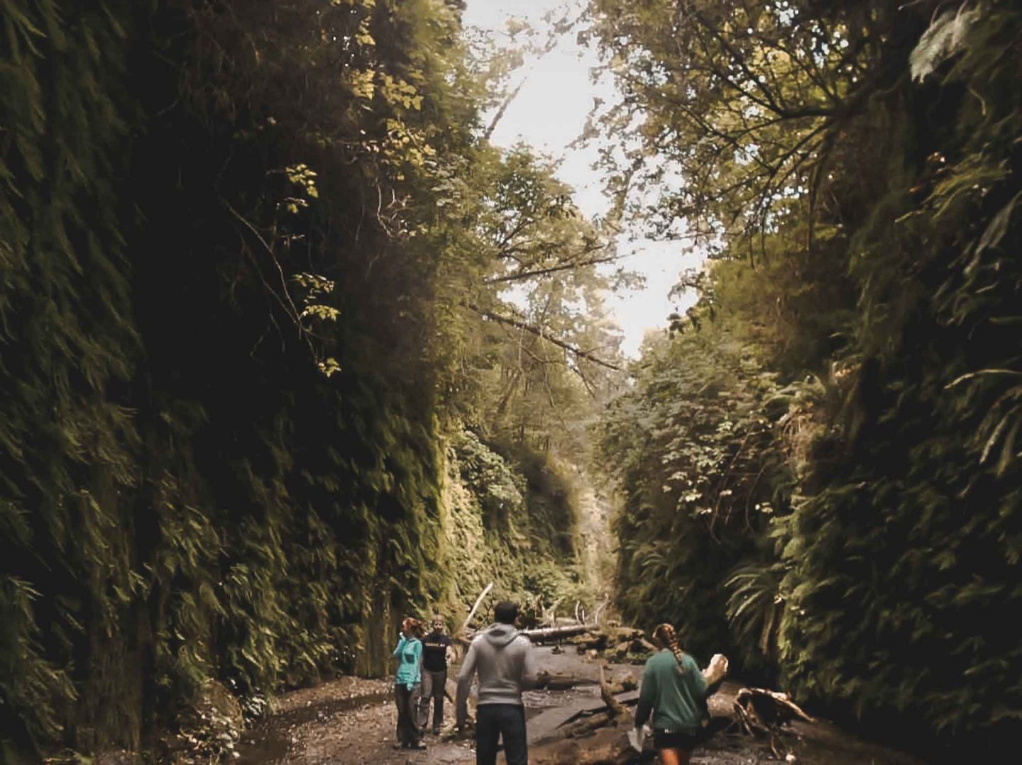 conceptual-age-fern-canyon